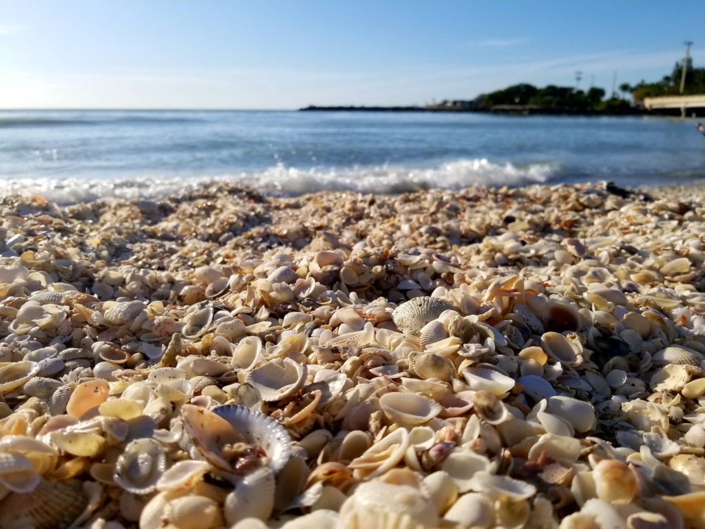 Shelling on Sanibel Island